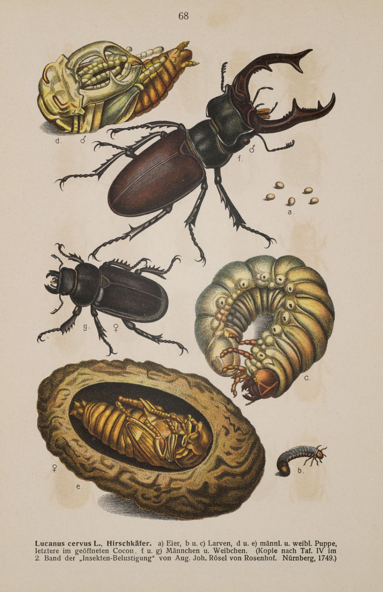 Entomologie - - Edmund Reitter. Fauna