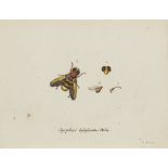 Entomologie - - Georg Wolfgang Franz