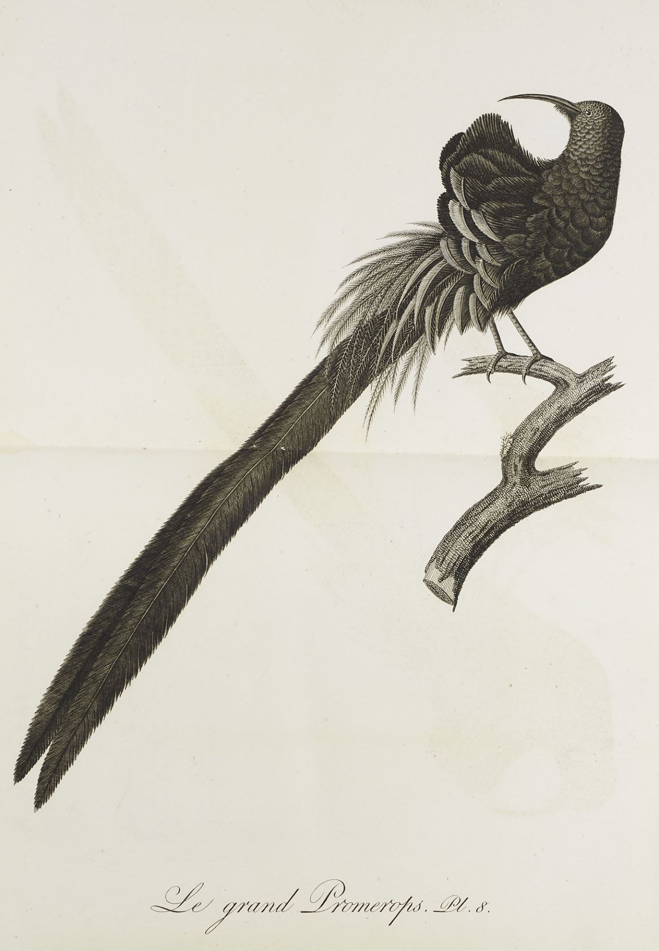 Ornithologie - - J.B. Audebert u. L.P. - Image 4 of 9