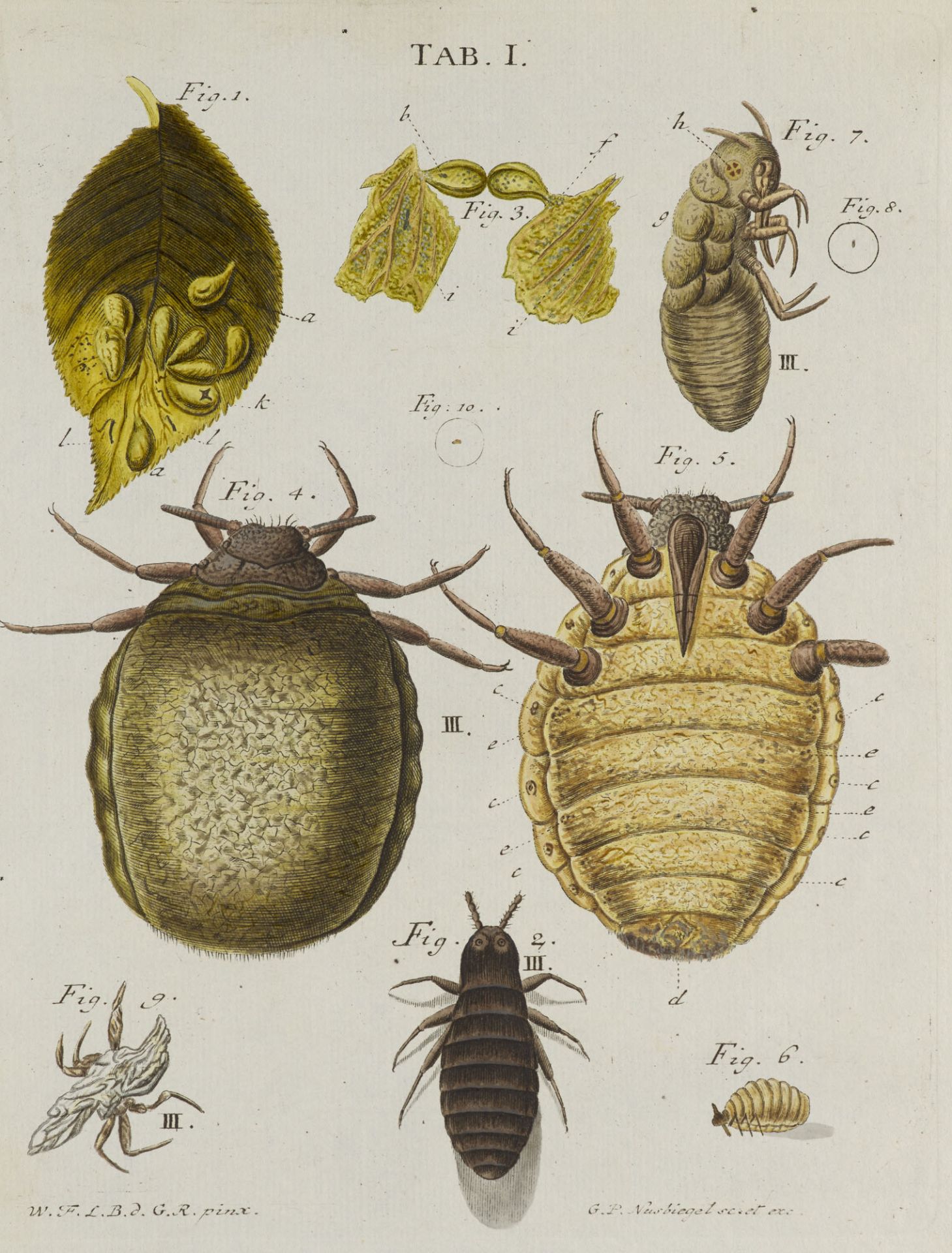 Entomologie - - Wilhelm Friedrich