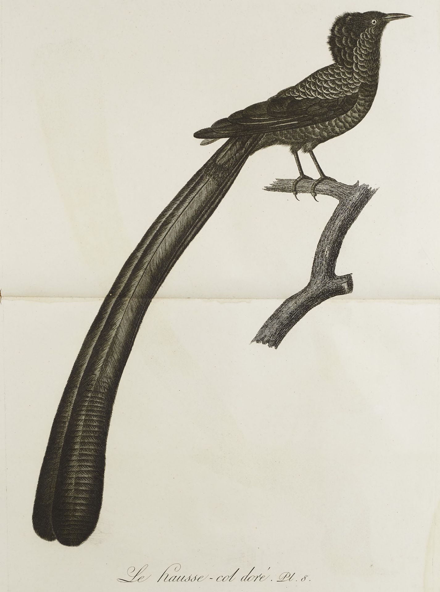 Ornithologie - - J.B. Audebert u. L.P. - Image 3 of 9