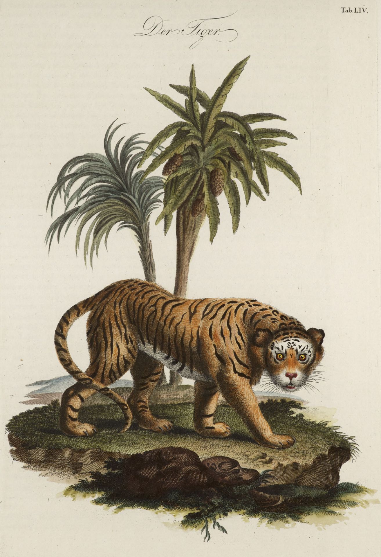 Zoologie - - (Johann Daniel Meyer). - Image 2 of 5