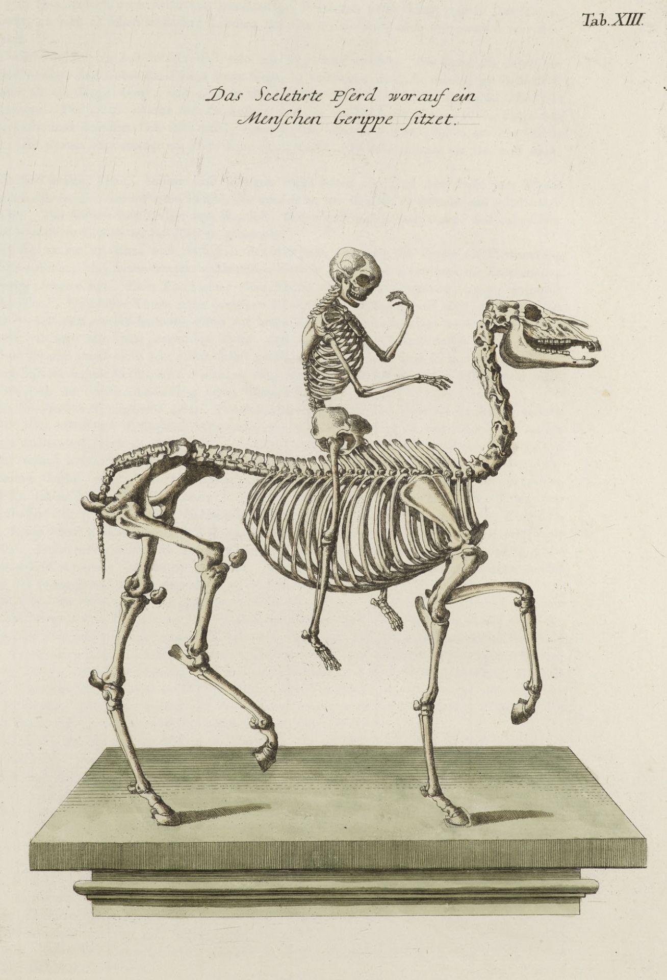 Zoologie - - (Johann Daniel Meyer). - Image 4 of 5