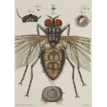 Entomologie - - Wilhelm Friedrich