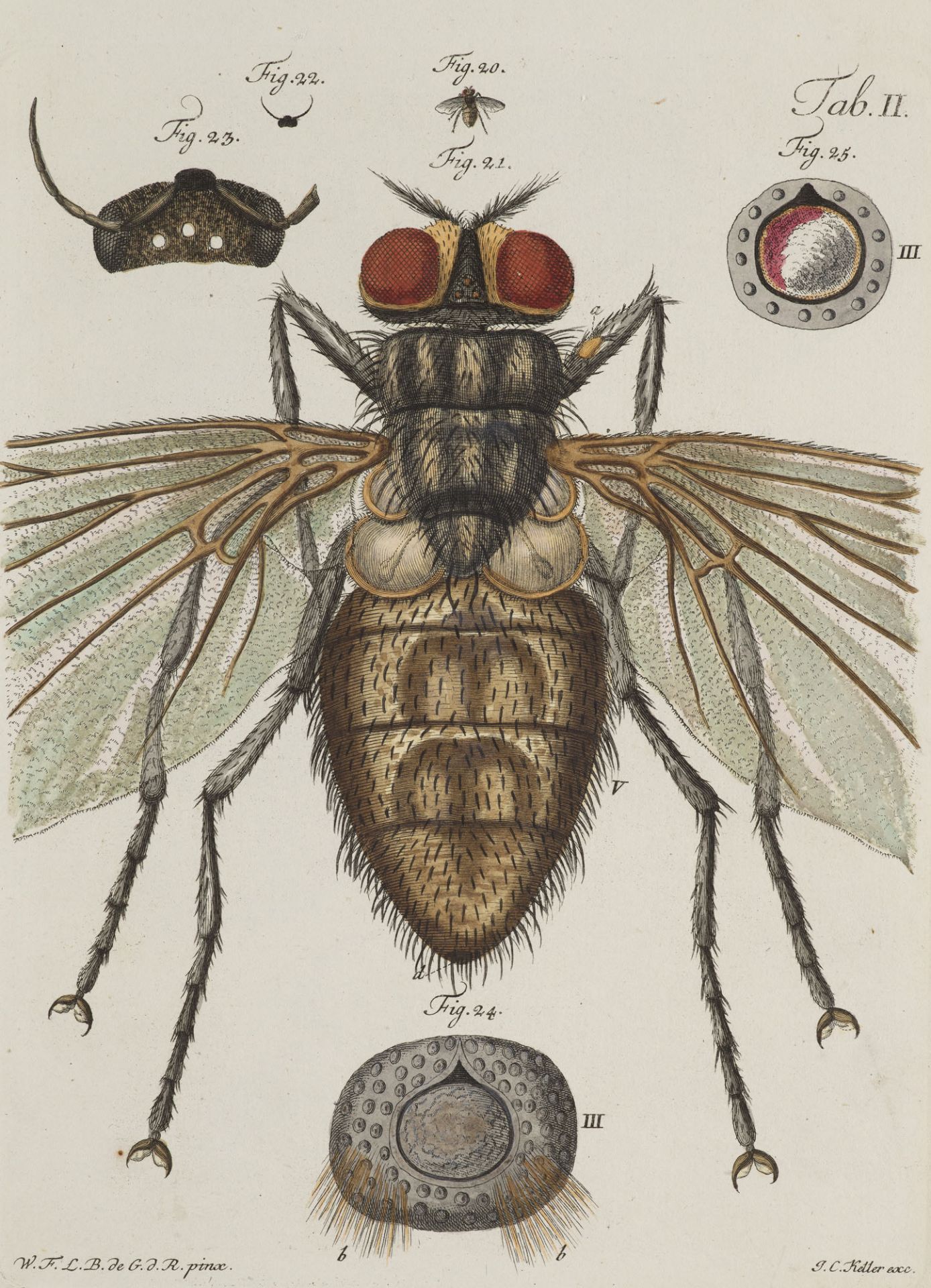 Entomologie - - Wilhelm Friedrich