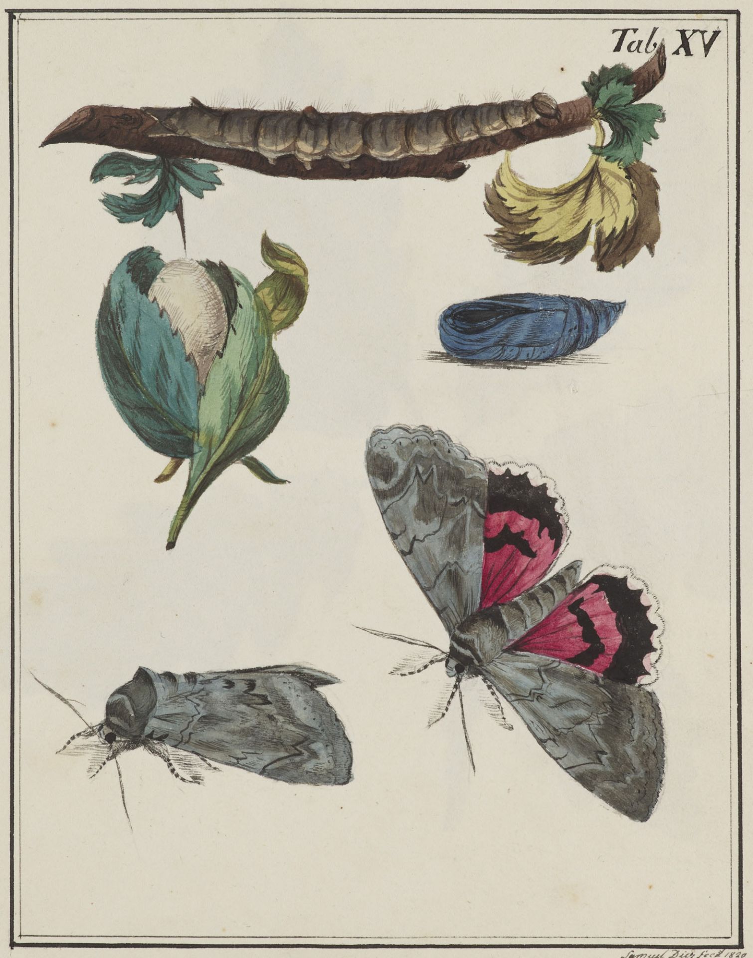 Zoologie - - Samuel Friedrich Diez.