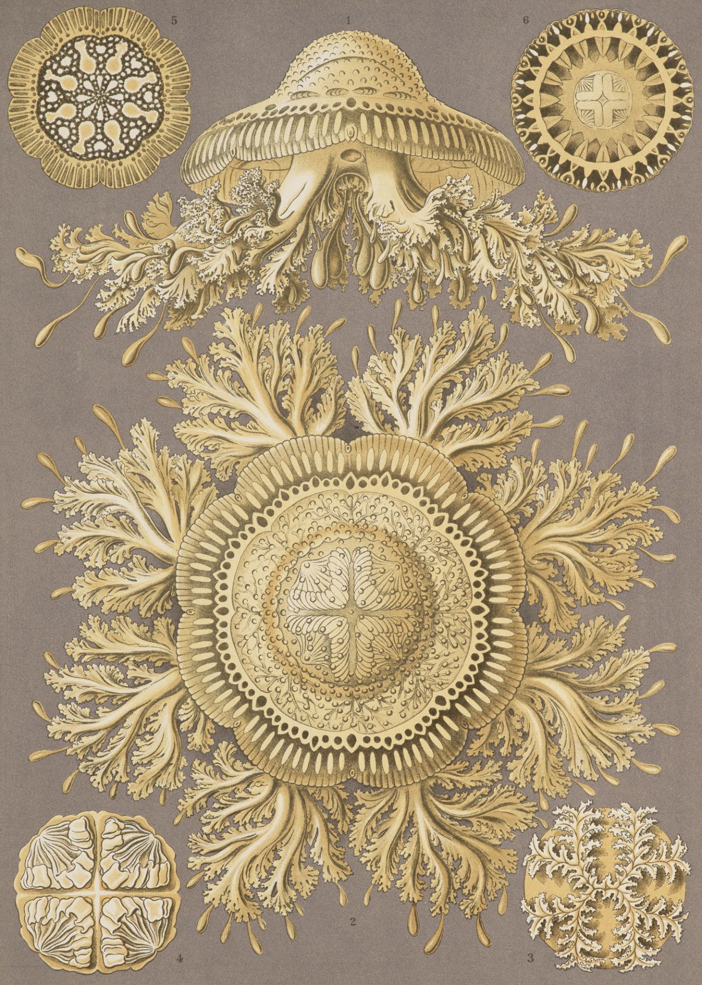 Jugendstil - - Ernst Haeckel. - Bild 2 aus 3