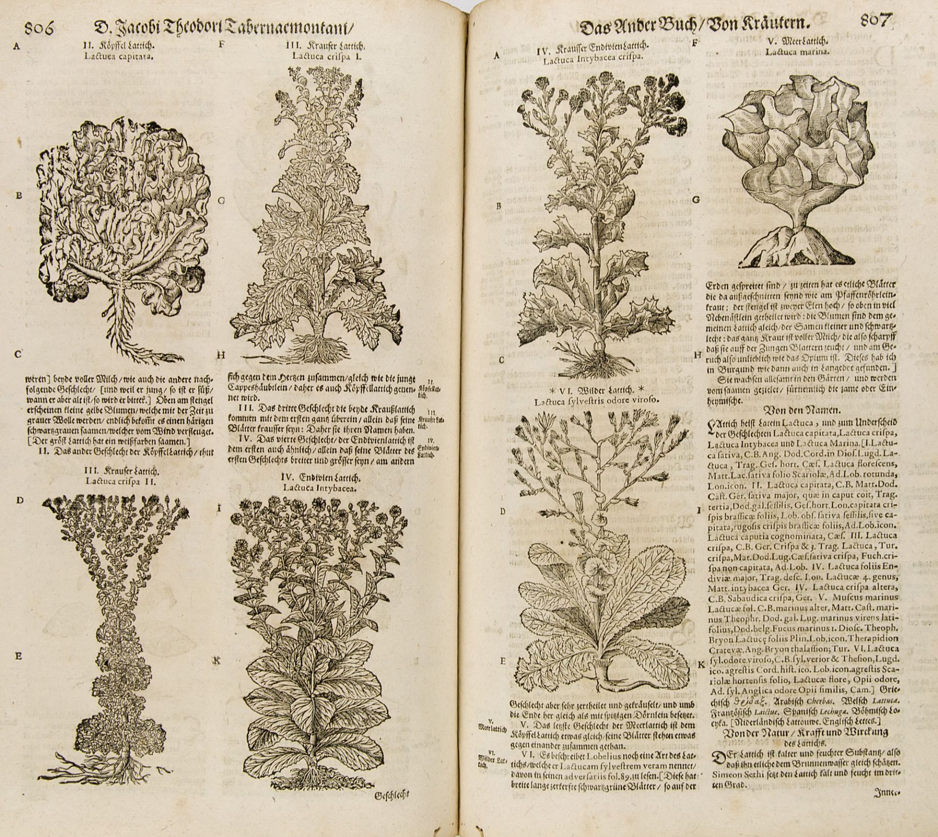 Botanik - Kräuterbücher - - Jacob