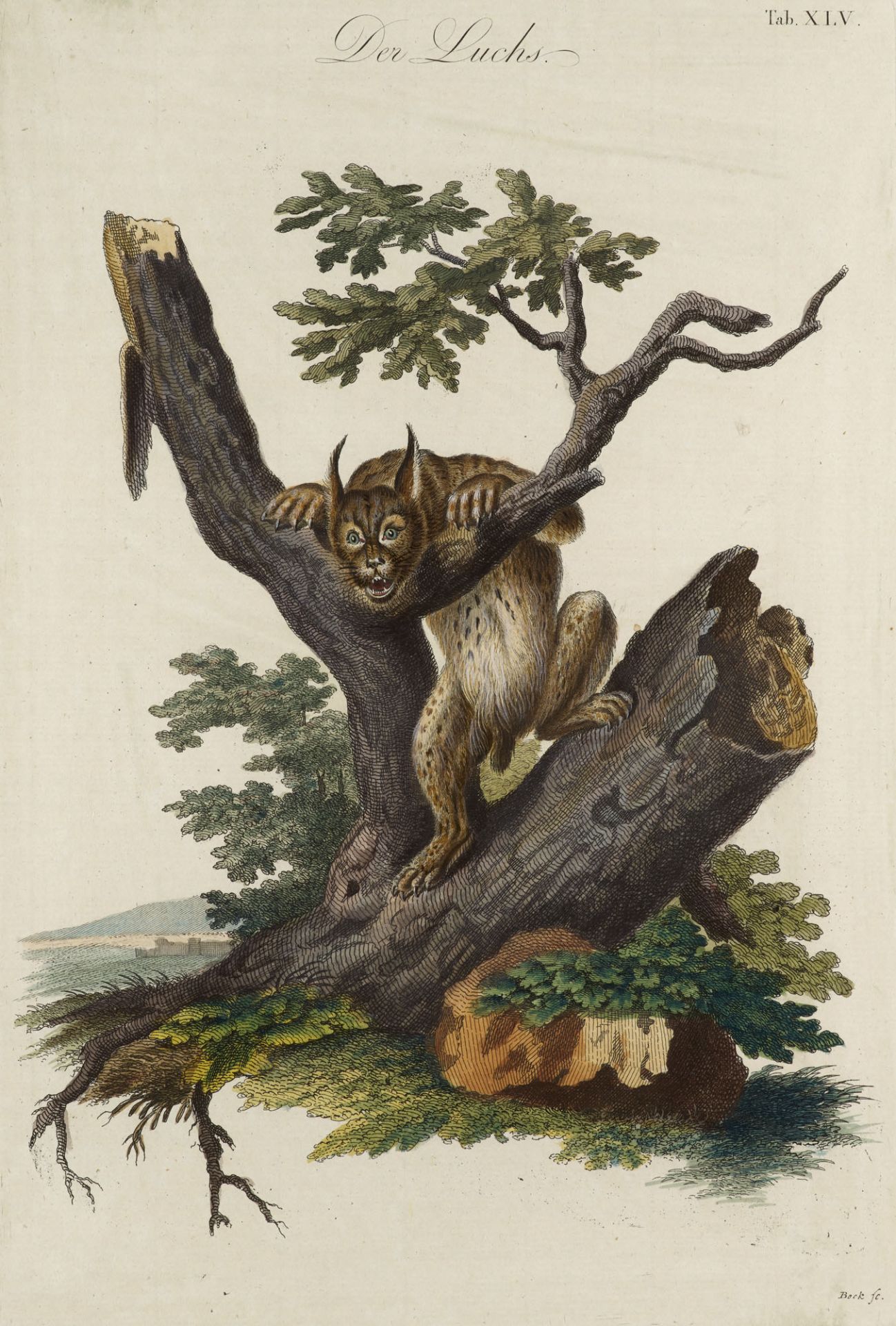 Zoologie - - (Johann Daniel Meyer).