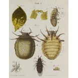 Entomologie - - Wilhelm Friedrich