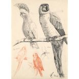 Ornithologie - - Emil Lohse. Studie