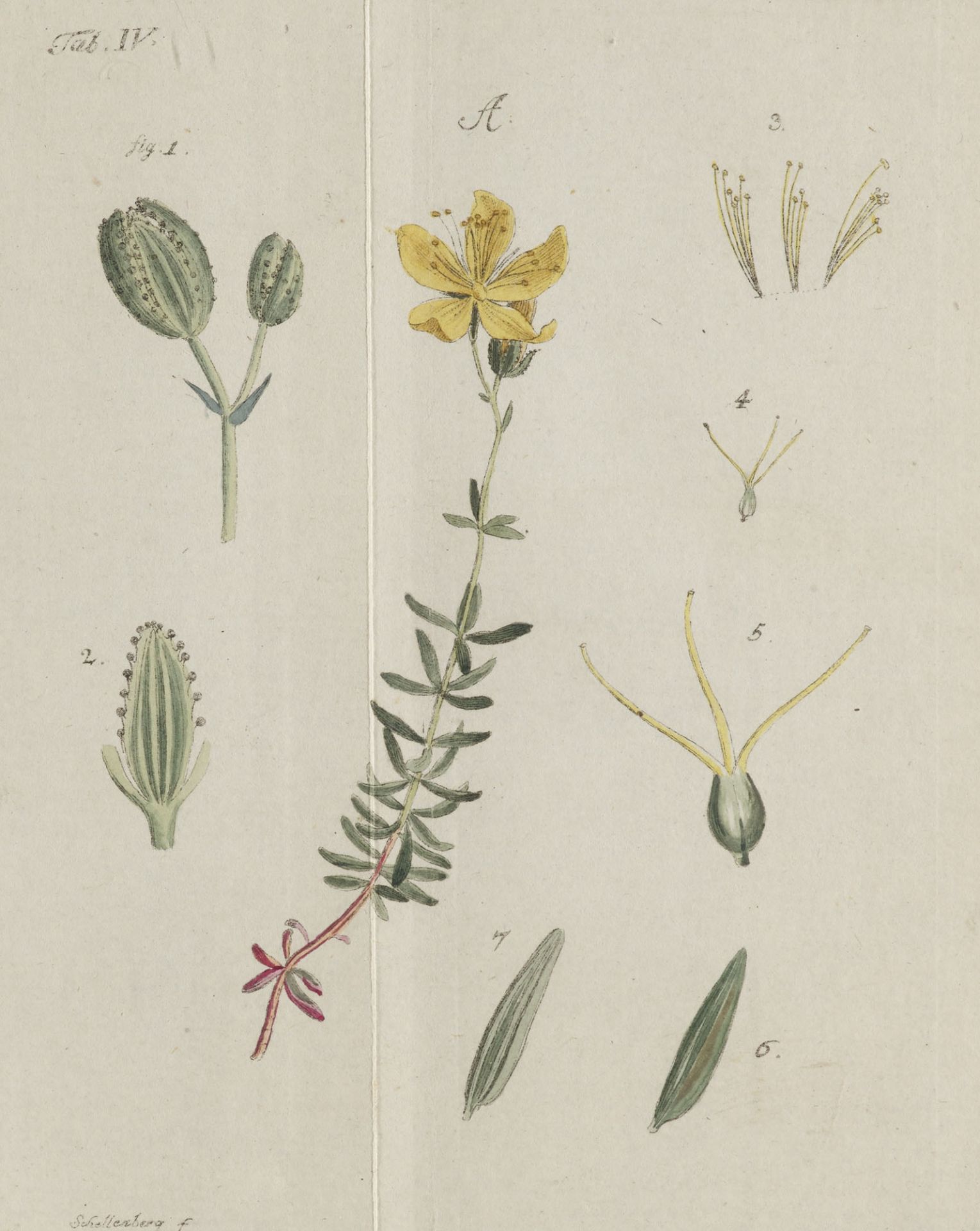 Botanik - - Alexander von Humboldt.