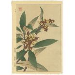 Shodo Kawarazaki, Loquat, Original Japanese Woodblock Print