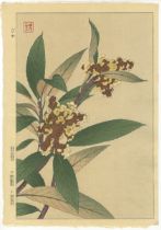 Shodo Kawarazaki, Loquat, Original Japanese Woodblock Print