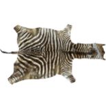 Brown Zebra (Equus quagga) skin rug, with head and tail, 280 x 180cm