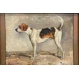 Possibly by John Emms (1843-1912) - 'Brusher' portrait of a standing foxhound, indistinctly