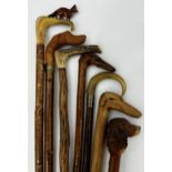 Three carved dog head walking sticks, with three horn handled sticks one of which is carved with a