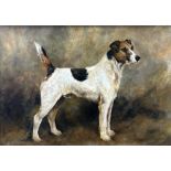 John Emms (1844-1912) - 'Skipperking' Portrait of a standing Jack Russell Terrier, unsigned, oil