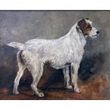 John Emms (1844-1912) - 'Shrimp' Portrait of a standing Jack Russell Terrier, unsigned, oil on