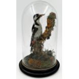 Taxidermy - Great Spotted Woodpecker, perched on a mossy branch, 34cm high