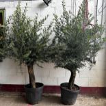 Pair of Good Mediterranean 35 year old olive trees, Height 240cm (approx)