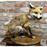 Taxidermy - Seated fox, on oak plinth, 44cm high x 55cm long