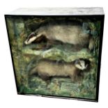 Taxidermy - pair of Badgers, the glazed case with naturalist badgers set one above the other, 92 x