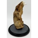 Taxidermy - Antique bear skull, 32cm long, with glass dome and base 45cm high