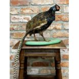 Taxidermy - Green Pheasant, 67cm high x 50cm wide (including tail)