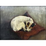 19th century school - portrait of a sleeping Jack Russell terrier, unsigned, oil on canvas laid on