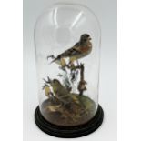 Taxidermy - Brambling and Siskin, on mossy branches, under a glass dome, 30cm high