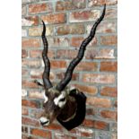 Taxidermy - a mounted Black Buck with glass eyes upon wooden shield board