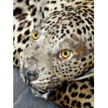 Taxidermy - A late 19th/early 20th century Leopard skin, unmarked, flat mount with belt and neck