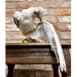 Taxidermy - Common Gull, sat preening on a branch, 30cm high x 25cm wide