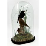 Taxidermy - Pair of Blackbirds with butterfly, perched on a mossy log, in a naturalistic setting,