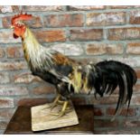 Taxidermy - French Cockerel, possibly a fighting cock, with tail feathers and spurs, on wooden