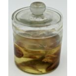 Taxidermy - Weasel in a glass jar with formaldehyde, 14cm high