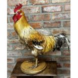 Taxidermy - Cockerel, probably a Buff Sussex, with tail feathers and spurs, on oak plinth, 68cm high