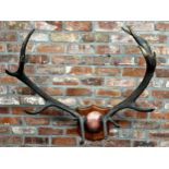 Taxidermy - very large pair of stag trophy antlers, on oak shield, 107cm high x 80cm wide