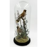 Taxidermy - Pair of Waxwings, on branches amidst foliage, under a glass dome, 51cm high (glass af)