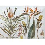 Dame Elizabeth Blackadder (1931-2001) - exotic flower, colour print, 48 x 67, framed