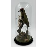Taxidermy - European Green Woodpecker, perched on a branch amidst foliage, under a glass dome,