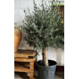 Good Mediterranean 50 year old olive tree Height 240cm (approx)