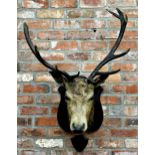 Taxidermy - A mounted stag head with glass eyes, painted inscription below '1895 Invercauld',