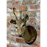 Taxidermy - mounted Roe Deer head, on an oak plaque inscribed 'La Ferriere, 30-IX-37', and Van