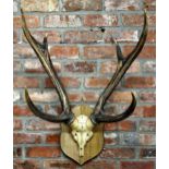 Taxidermy - mounted stag skull upon wooden shield back, 56cm w x 91cm h x 40cm