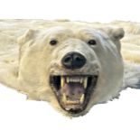 Taxidermy - Massive Polar Bear Skin (Ursus maritimus) a large adult skin rug with head mount,
