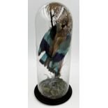 Taxidermy - Indian Roller Bird, on mossy branch under a glass dome, 46cm high