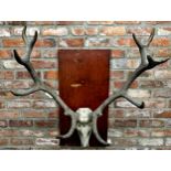 Taxidermy - A large partial mounted stag skull and antlers upon wooden board, 90cm antler span,