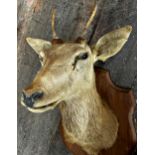 Taxidermy - roe deer head with glass eyes and antlers upon wooden shield board, 97cm h x 48cm w x